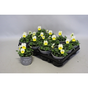 Viola cornuta F1 Sunny Side Up