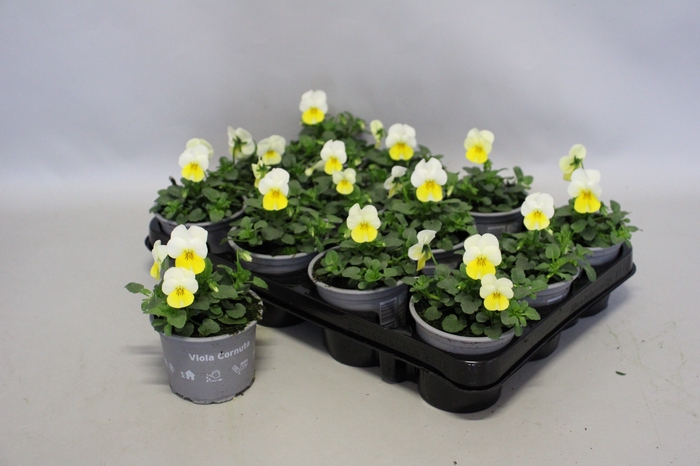 <h4>Viola cornuta F1 Sunny Side Up</h4>
