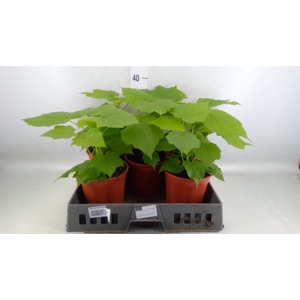Sparrmannia africana