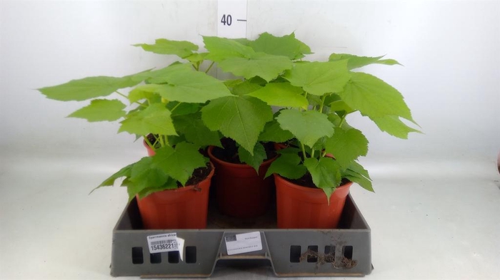 <h4>Sparrmannia africana</h4>