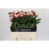 Paeonia Sarah Bernhardt