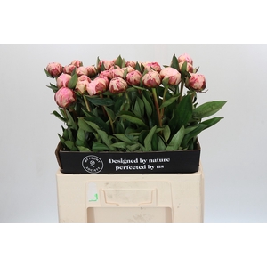 Paeonia Sarah Bernhardt