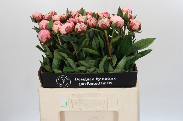 Paeonia Sarah Bernhardt