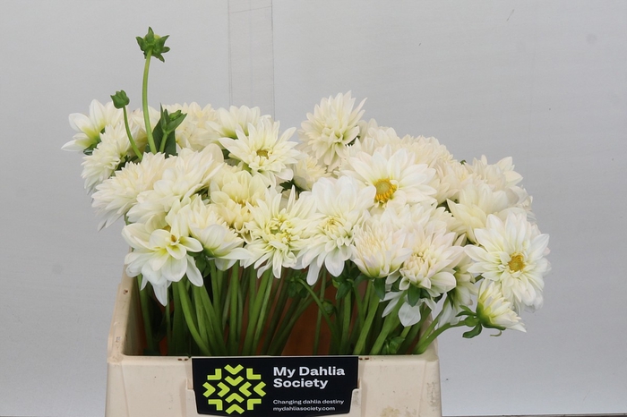 <h4>Dahlia White Cap</h4>