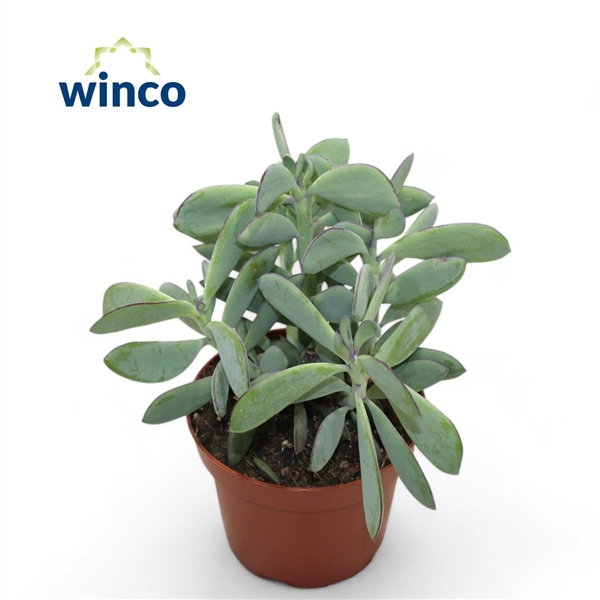 <h4>Senecio Crassisimus</h4>