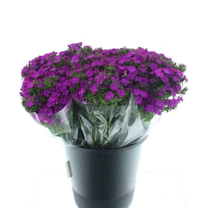 Di Barb Ball Purple Super