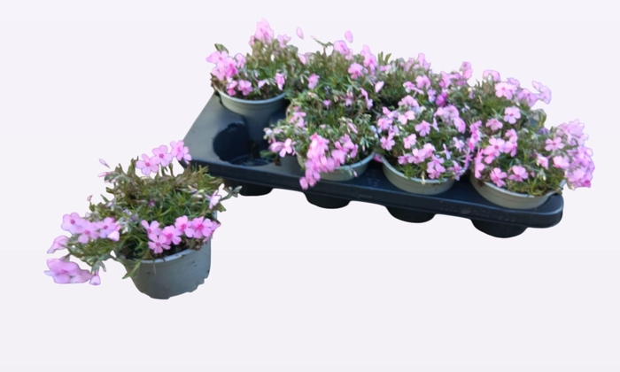 <h4>PHLOX S FAB ROSE</h4>