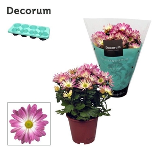 Chrysanne® Margarita Bicolor 'Ice cream'