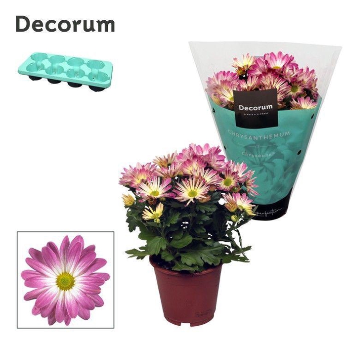 <h4>Chrysanne® Margarita Bicolor 'Ice cream'</h4>