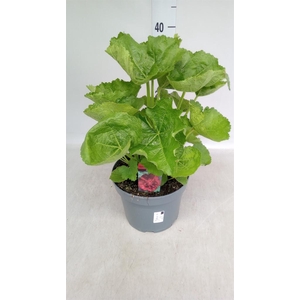 Alcea rosea 'SpringCel Rose'