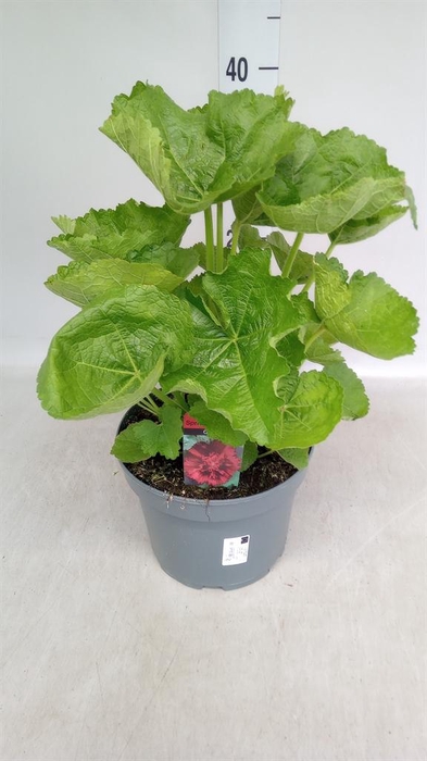 Alcea rosea 'SpringCel Rose'