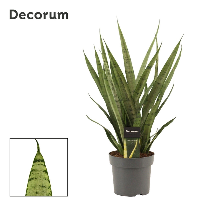 <h4>Sansevieria Silver Princess 14 cm (Decorum)</h4>