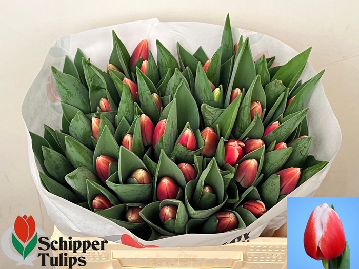 <h4>TU EN OUTFIT</h4>