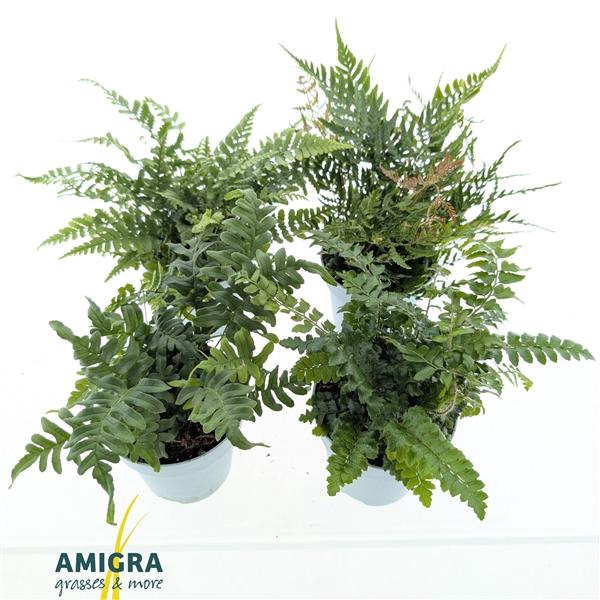 <h4>Buitenvaren Mix</h4>