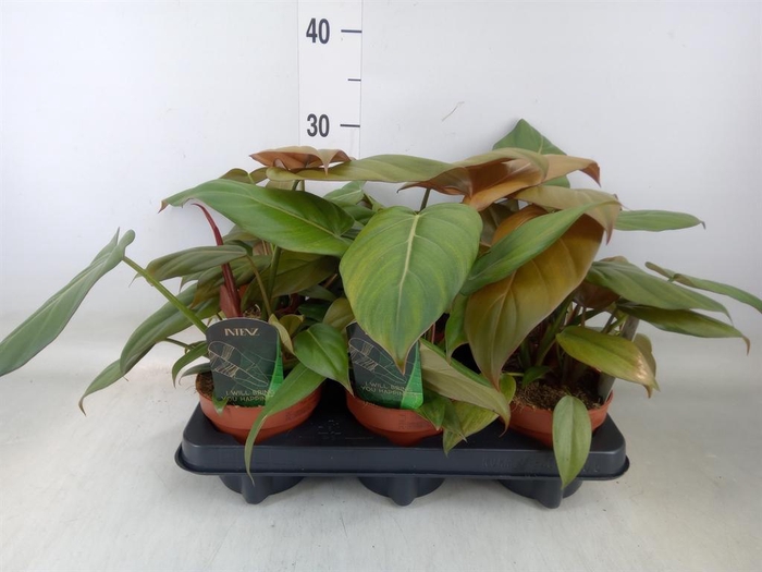 <h4>Philodendron   ...</h4>