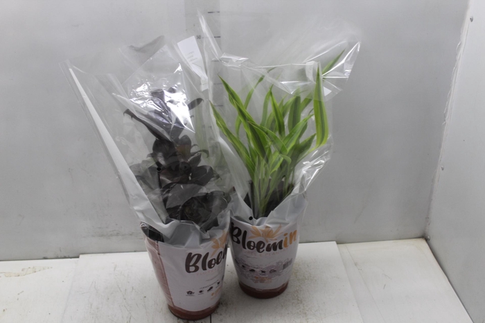 <h4>DRACENA VARIADA P17</h4>