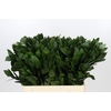 Ruscus aculeatus   ...groot blad