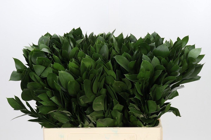 Ruscus aculeatus   ...groot blad