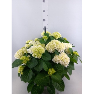 Hydrangea mac. 'Hi White Sun'