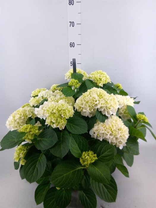 <h4>Hydrangea mac. 'Hi White Sun'</h4>