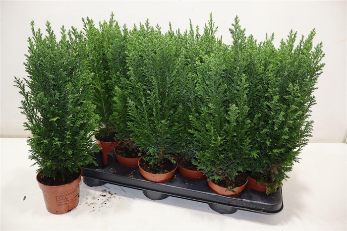 <h4>Cham L Ellwoodii</h4>