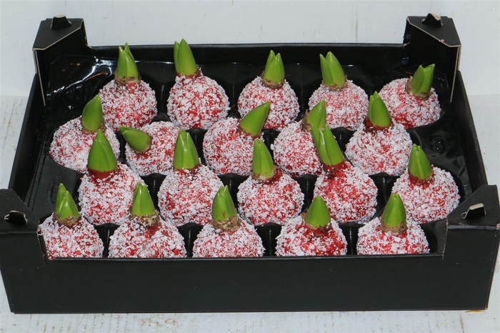 <h4>Wax Hyacinth Snow Rood</h4>