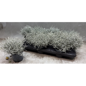 LEUCOPH BROWNII