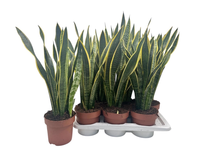 <h4>SANSEV LAURENTII</h4>