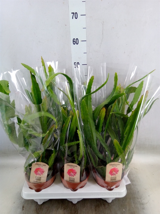 <h4>Epiphyllum   ...</h4>