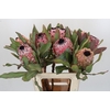 Protea Barbigera