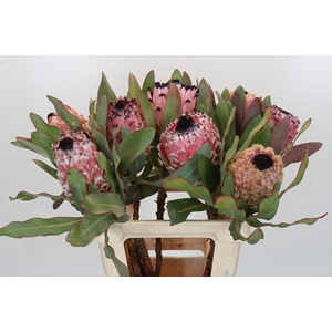 Protea Barbigera