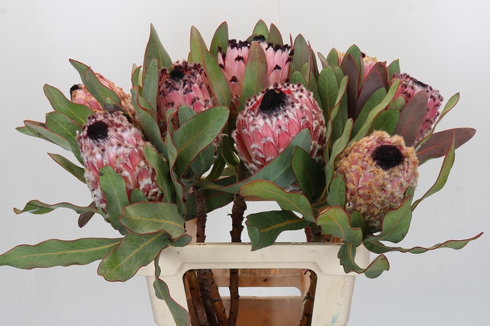 Protea Barbigera