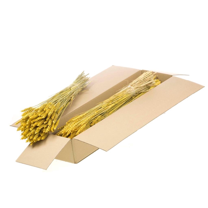 <h4>Triticum yellow</h4>