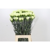 Dianthus St Lady Midori