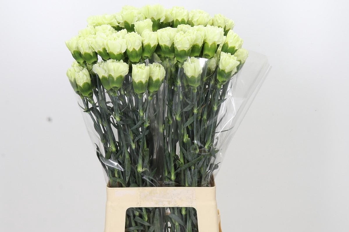 <h4>Dianthus St Lady Midori</h4>