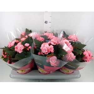 Begonia elat. DU 'Move2Joy Pink'