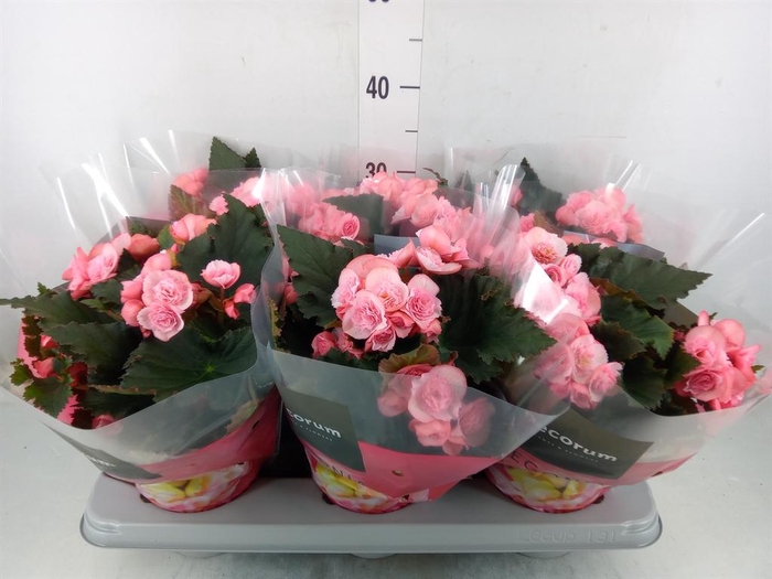 <h4>Begonia elat. DU 'Move2Joy Pink'</h4>