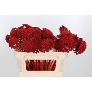 Ammi Zaad Kl Bh Rood