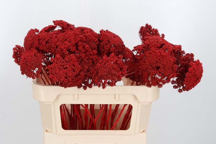 <h4>Ammi Zaad Kl Bh Rood</h4>