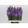 Matthiola Iron Purple