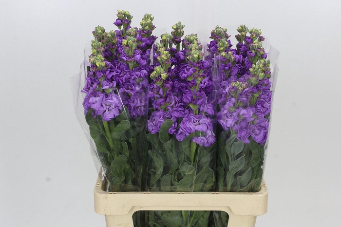 Matthiola Iron Purple