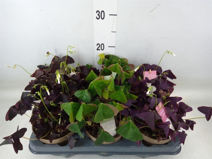 <h4>Oxalis   ...</h4>