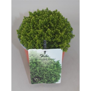 Hebe Emerald Gem C1,5