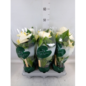 Anthurium andr. 'Samora'