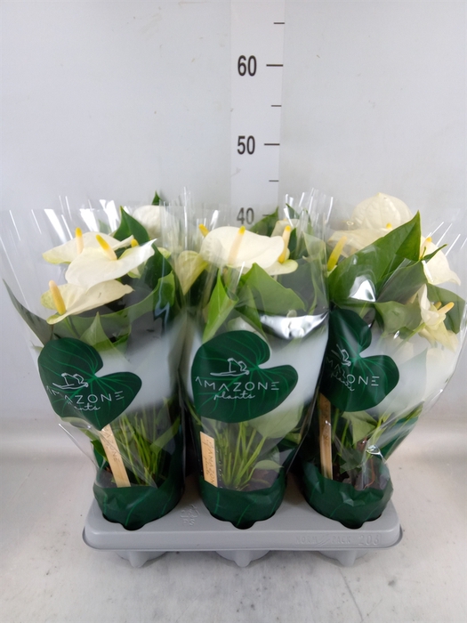 <h4>Anthurium andr. 'Samora'</h4>