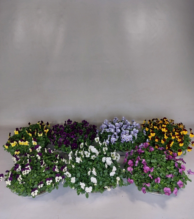 <h4>VIO CORNUTA</h4>