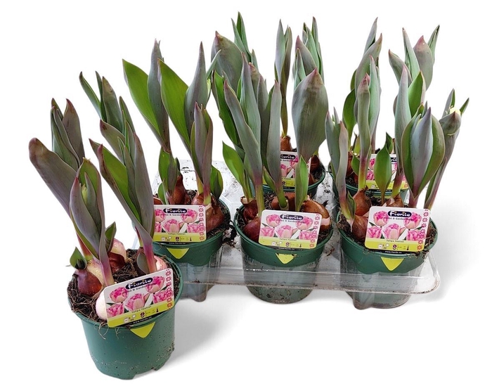 <h4>TUL DU FOXTROT</h4>