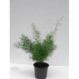 ASPARAGUS DENSIFLORUS P12 SPRING