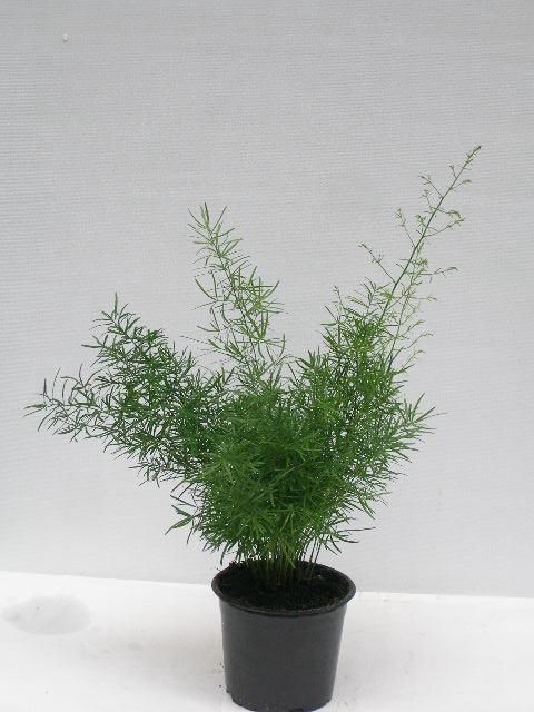 <h4>ASPARAGUS DENSIFLORUS P12 SPRING</h4>