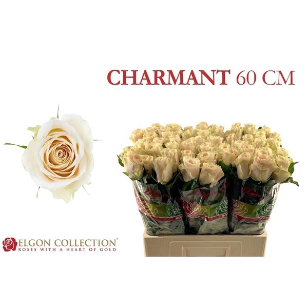 <h4>ROSA GR 'CHARMANT'</h4>